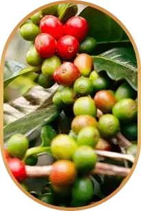 HepatoBurn Chlorogenic acid ingredient