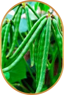 HepatoBurn Choline ingredient