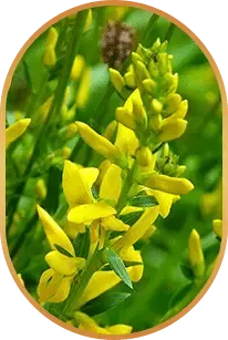 HepatoBurn Genistein ingredient