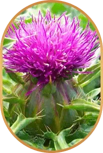 HepatoBurn Silymarin ingredient